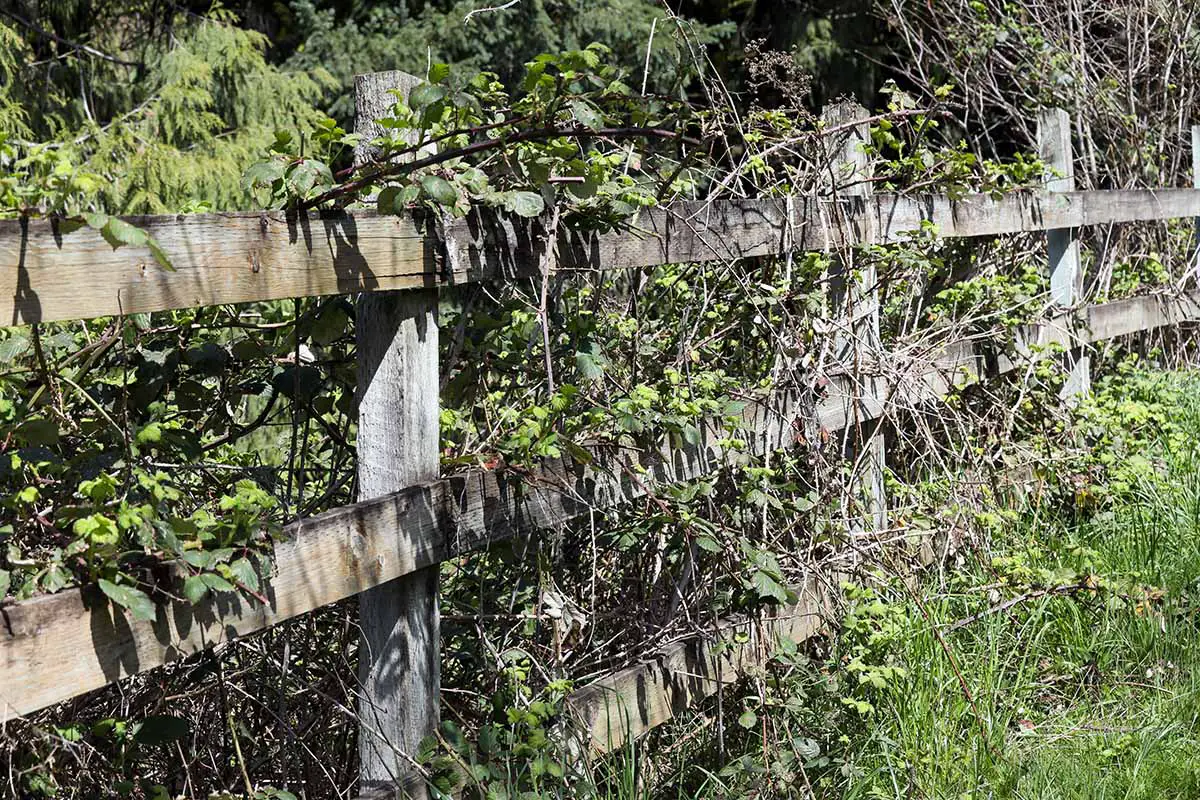 Una imagen horizontal de una valla de madera cubierta de zarzas silvestres.