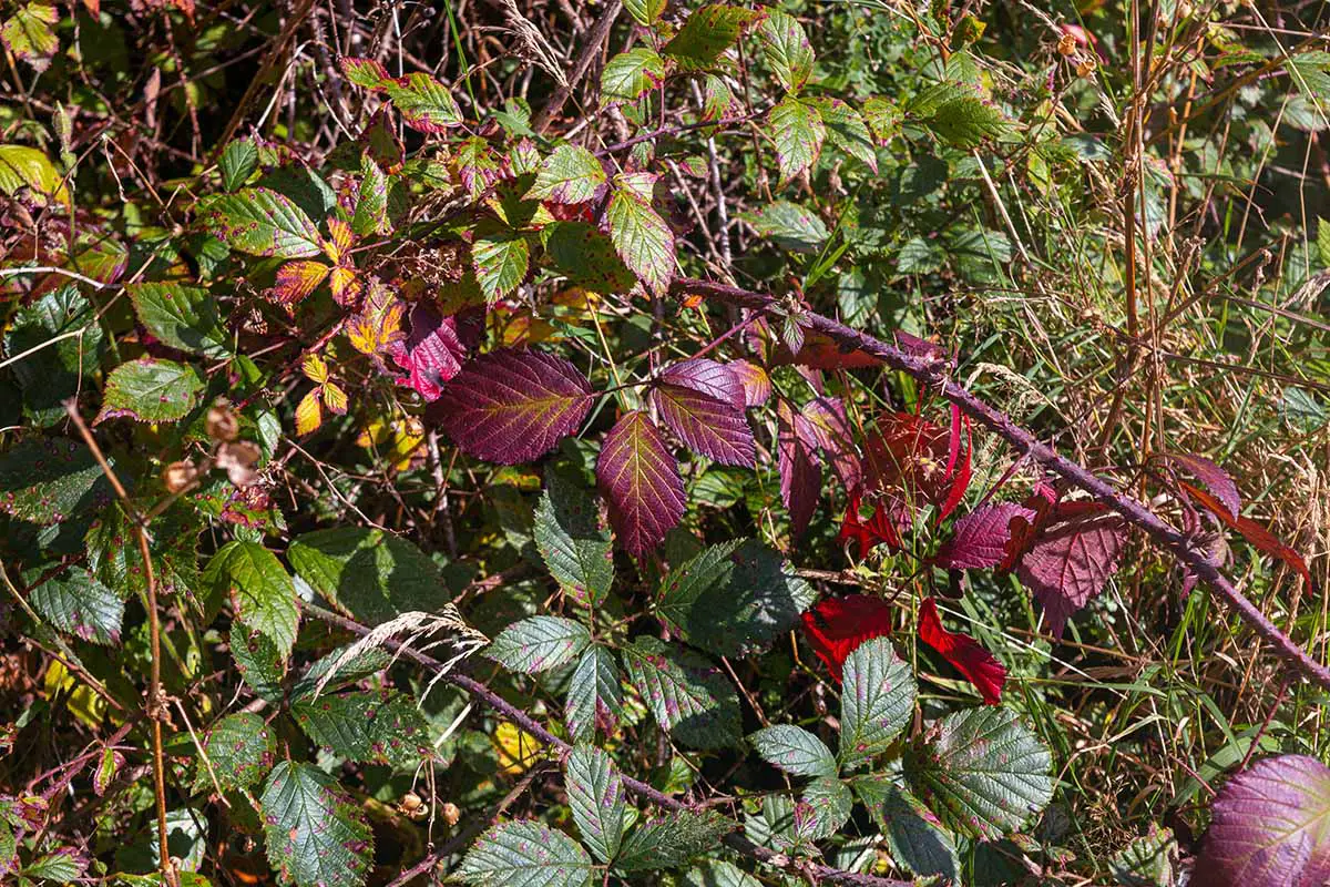 Una imagen horizontal de primer plano de zarzas que crecen silvestres en otoño.