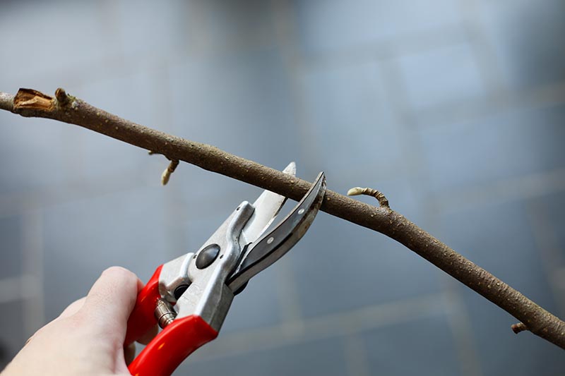 Una imagen horizontal de primer plano de una mano desde la izquierda del marco que sostiene un par de tijeras de podar antes de cortar una rama.