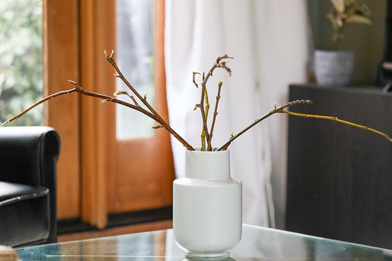 Una imagen horizontal de cerca de ramas colocadas en un jarrón cerca de una ventana interior para obligarlas a florecer.