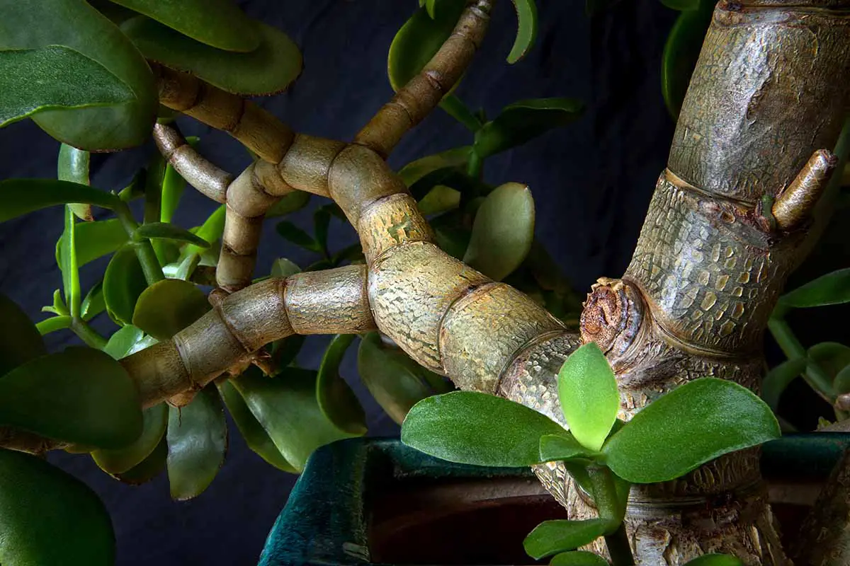 Una imagen horizontal de primer plano de las ramas de una Crassula ovata madura, o planta de jade.