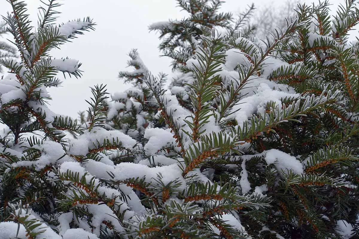 Una imagen horizontal de primer plano de las ramas de un árbol de tejo cubierto de nieve.