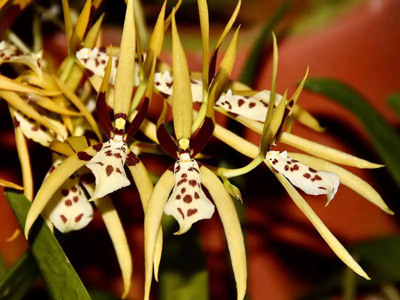 Una imagen horizontal de cerca de las flores de Brassia arachnoidea (orquídea araña) representadas en un fondo de enfoque suave.