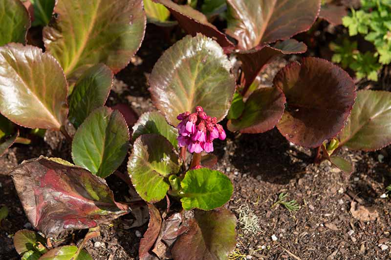 Una imagen horizontal de cerca de Bergenia 'Bressingham Ruby' que crece en el jardín a la luz del sol.