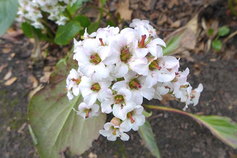 Una imagen horizontal de primer plano de las flores 'Bressingham White' que crecen en el jardín representadas en un fondo de enfoque suave.