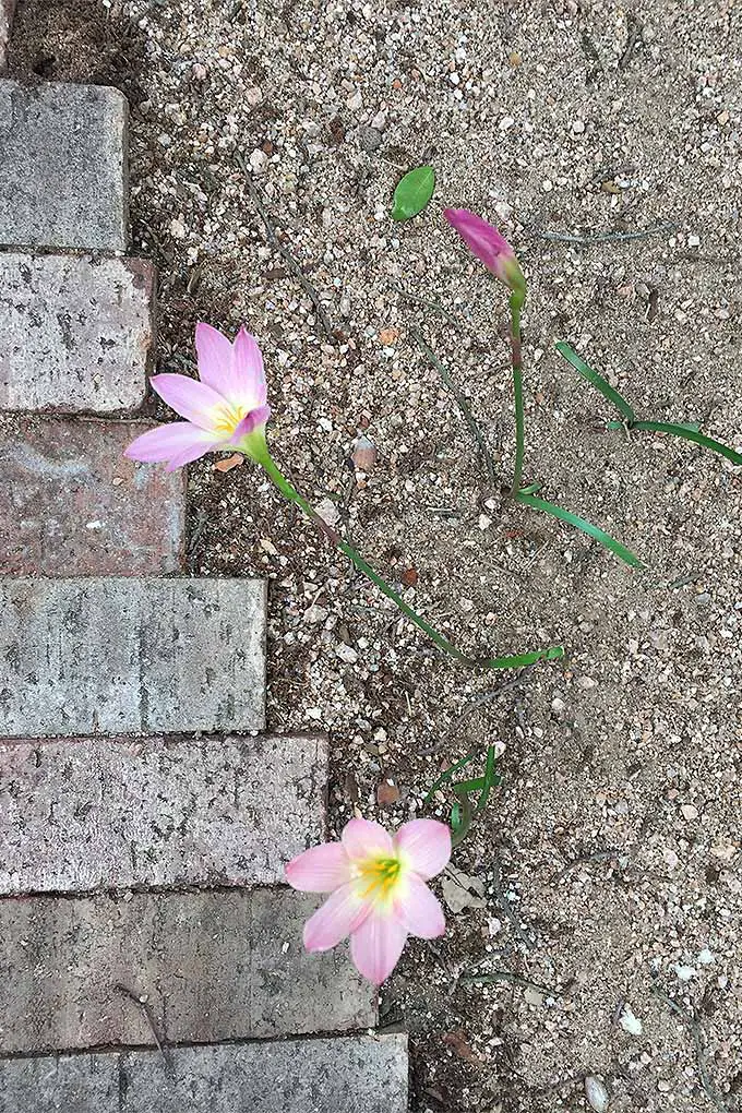 Una imagen vertical de un camino bordeado de ladrillos con pequeñas flores rosadas que crecen a través de la grava.