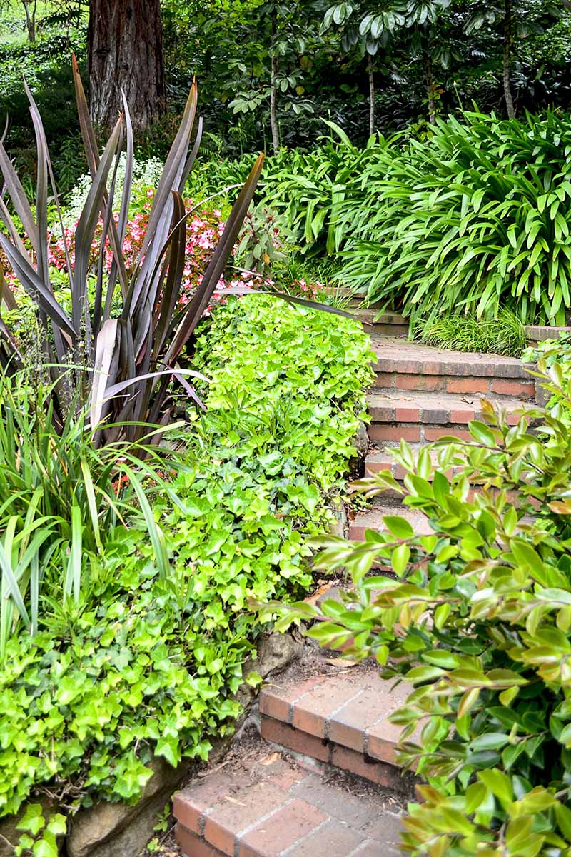 Una escalera de jardín pavimentada serpentea hacia arriba, entre plantas a ambos lados.  imagen horizontal.