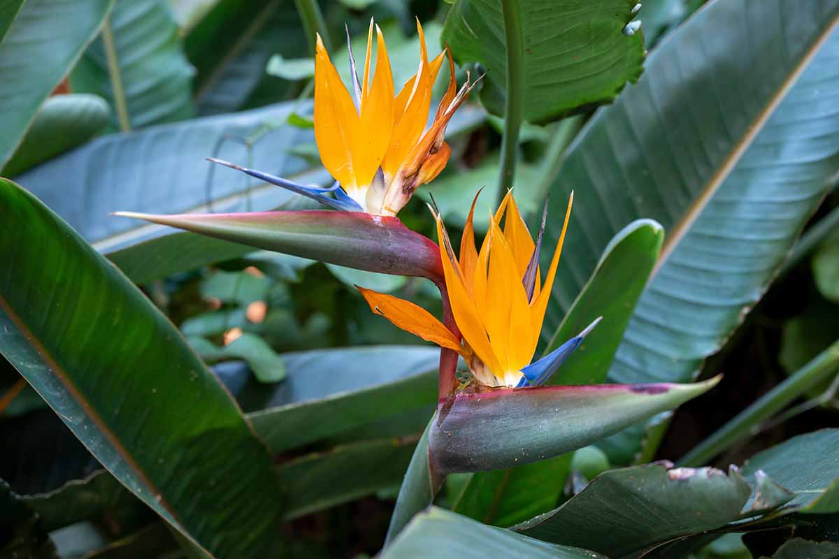 Una imagen horizontal de primer plano de flores brillantes de ave del paraíso que crecen en el jardín con follaje en un enfoque suave en el fondo.