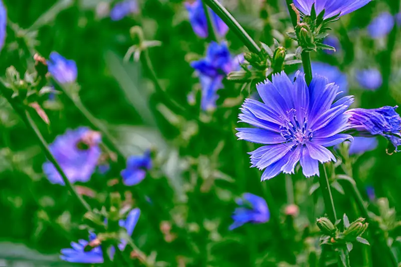 Un primer plano de flores azules brillantes de Cichorium intybus que crecen en el jardín de verano, representadas en un fondo de enfoque suave.