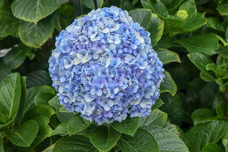 Una imagen horizontal de cerca de una gran flor azul que crece en el jardín rodeada de follaje.