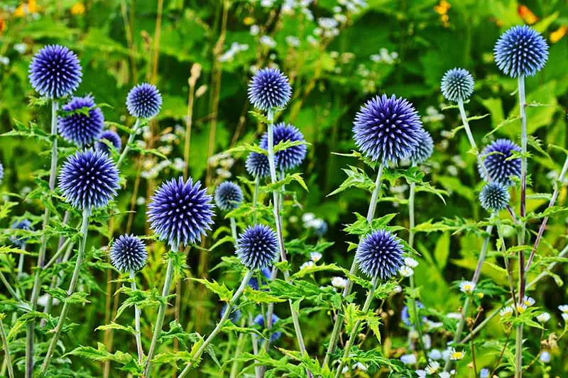 Una imagen horizontal de primer plano de las flores en forma de globo azul brillante que crecen en el jardín.