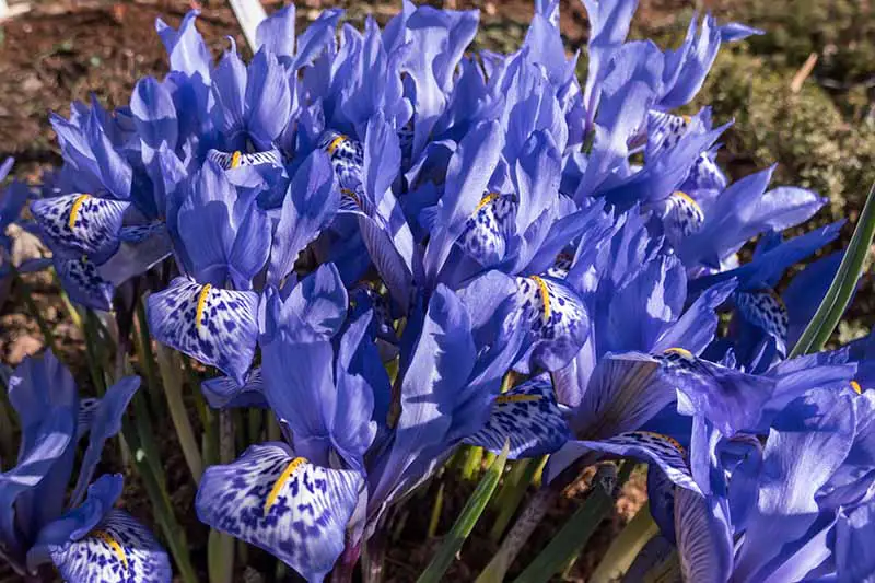 Una imagen horizontal de primer plano de un grupo de flores de iris sirio azul brillante que crecen en el jardín fotografiado a la luz del sol.