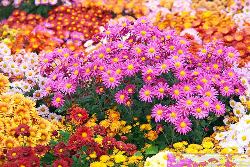Una imagen horizontal de cerca de flores vívidas que florecen en el jardín fotografiadas bajo el sol brillante.