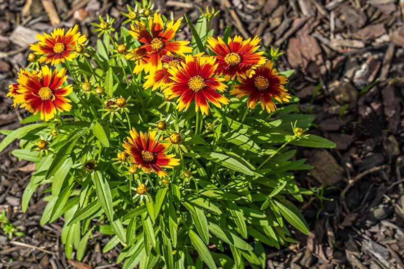 Una imagen horizontal de primer plano de flores bicolores de semillas de garrapatas que crecen en el jardín rodeadas de mantillo de corteza, fotografiadas bajo el sol brillante.