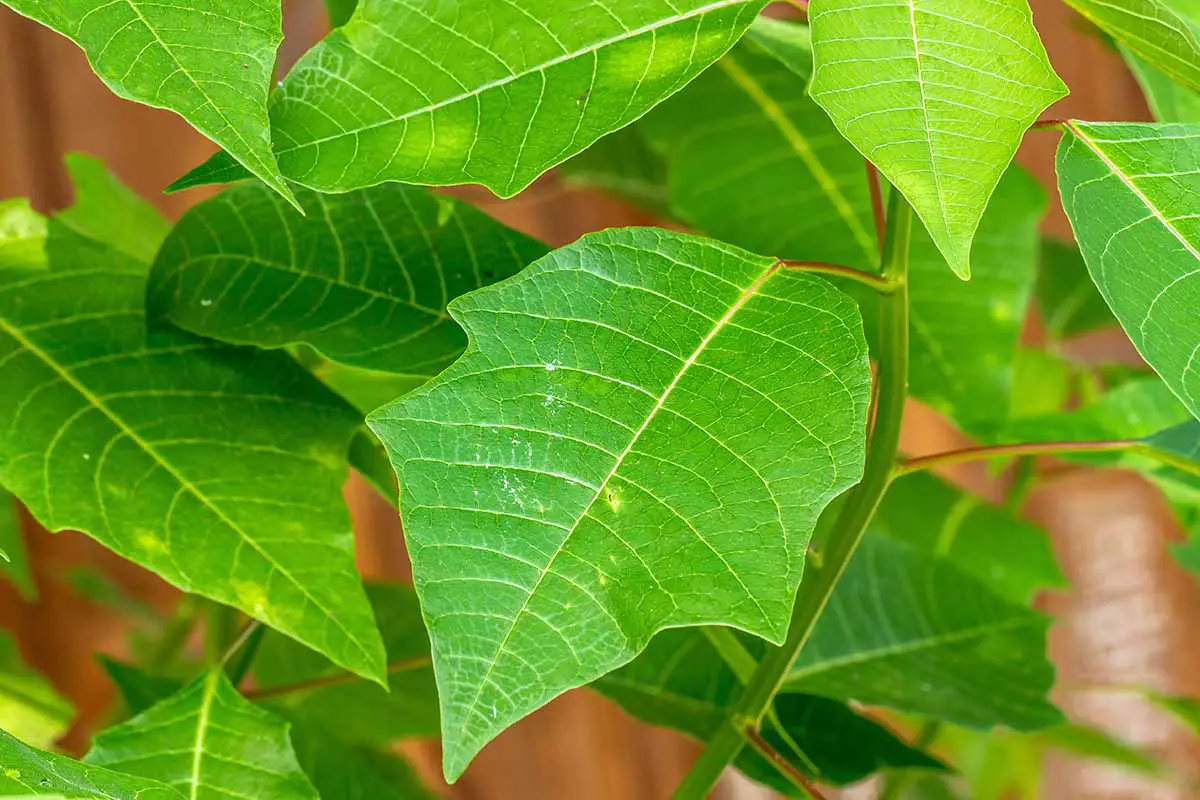 Una imagen horizontal de primer plano de un nuevo crecimiento foliar verde brillante de una planta de poinsettia.