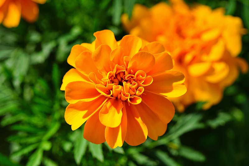 Una imagen horizontal de primer plano de flores de caléndula naranja brillante que crecen en el jardín fotografiadas bajo el sol brillante con follaje en un enfoque suave en el fondo.