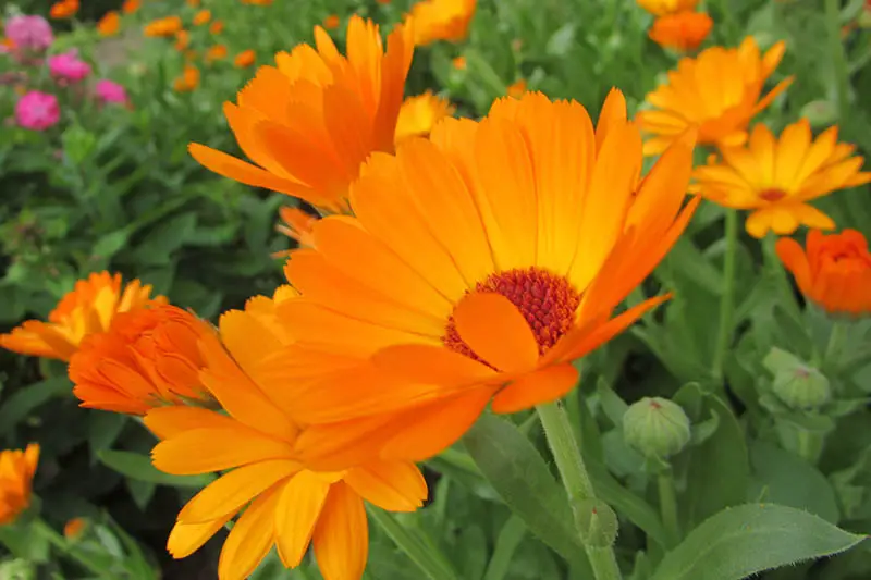 Un primer plano de flores de caléndula de color naranja brillante que crecen en el jardín de finales de verano en un fondo de enfoque suave.