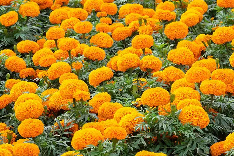 Una imagen horizontal de primer plano de Tagetes erecta de color naranja brillante que crece en masa en el jardín.