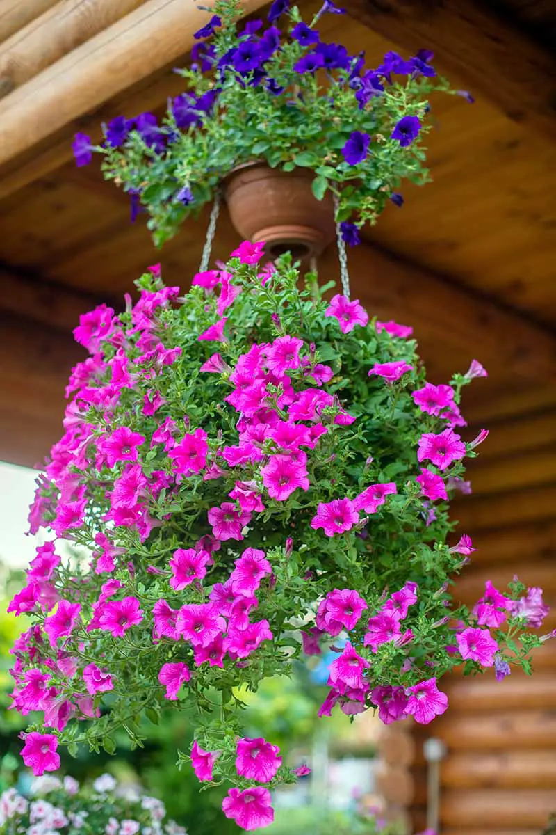 Una imagen vertical de cerca de petunias moradas y rosas que crecen en cestas colgantes en una terraza cubierta.