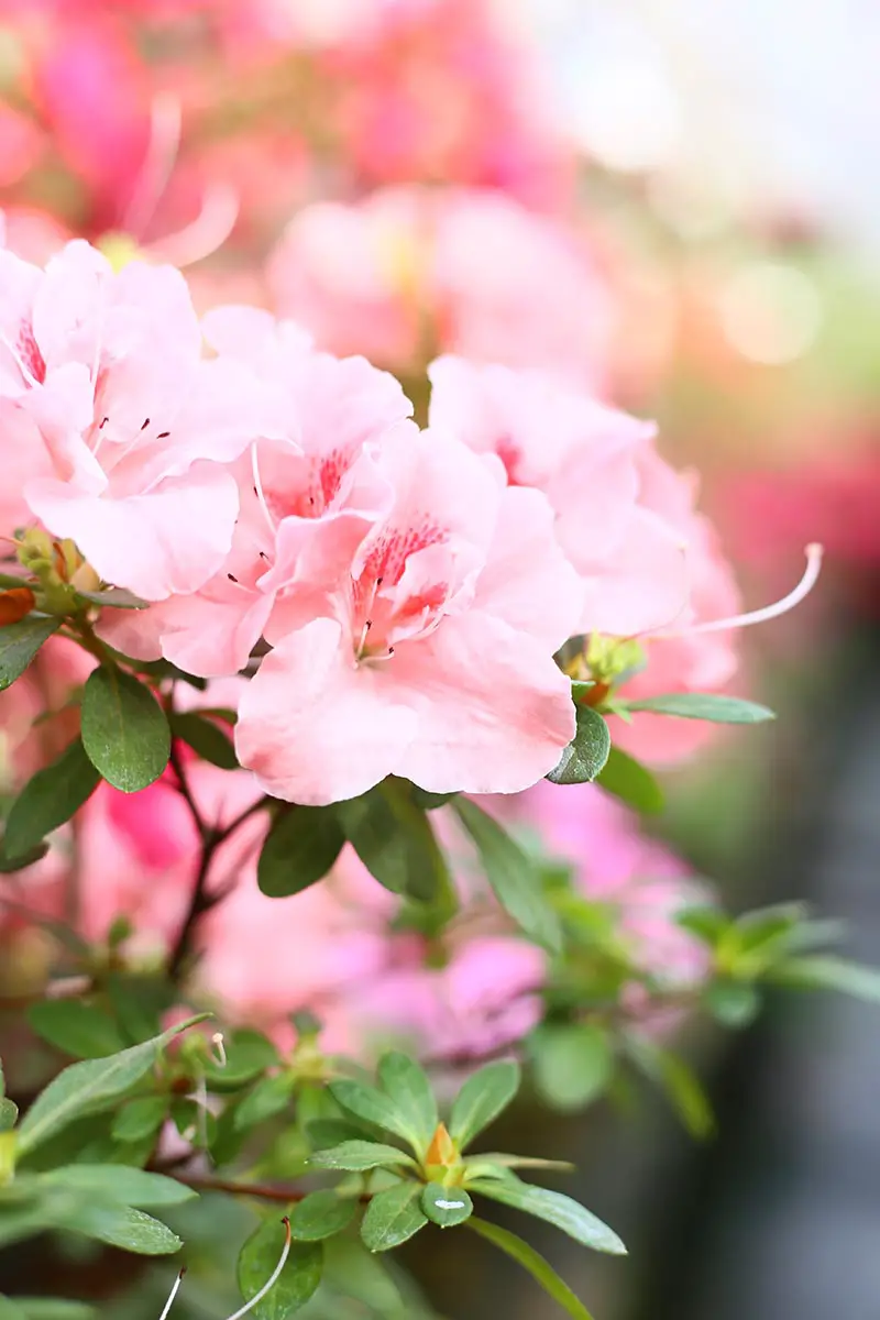 Una imagen vertical de cerca de una flor de rododendro rosa brillante que crece en una olla representada en un fondo de enfoque suave.