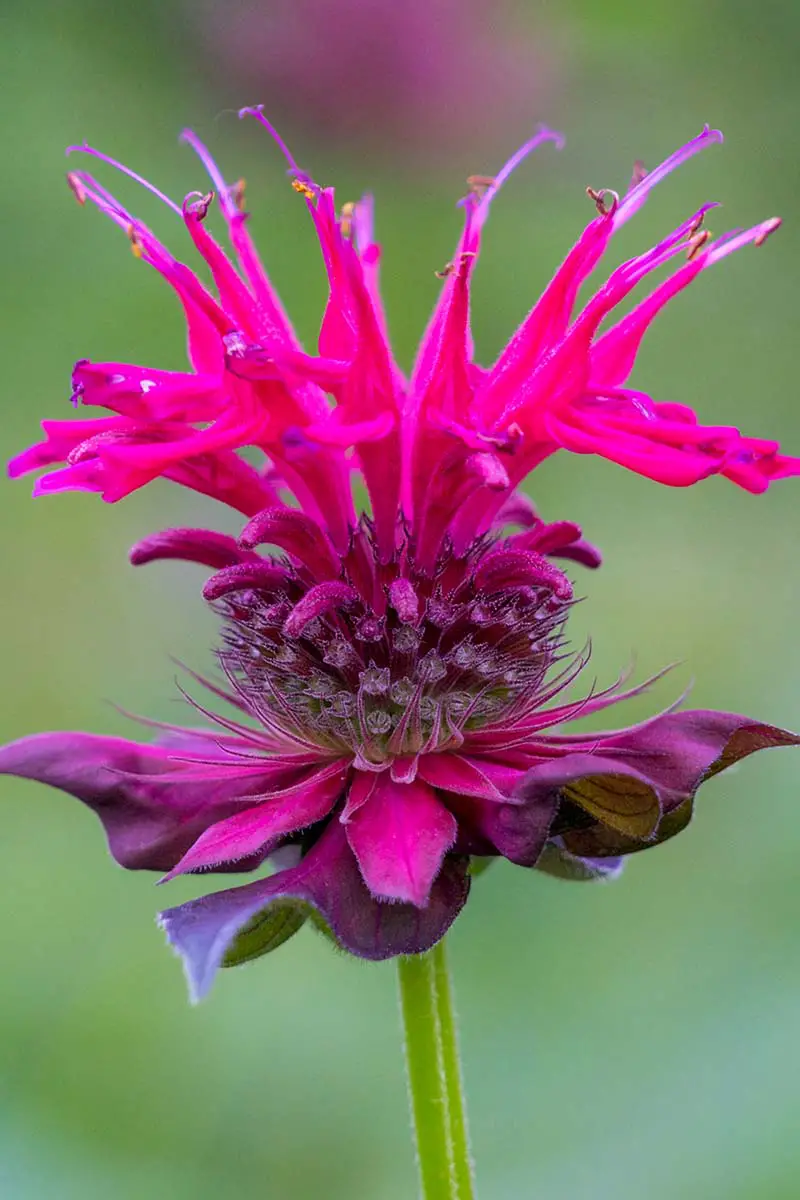 Una imagen vertical de cerca de una flor de bálsamo de abeja rosa representada en un fondo verde de enfoque suave.