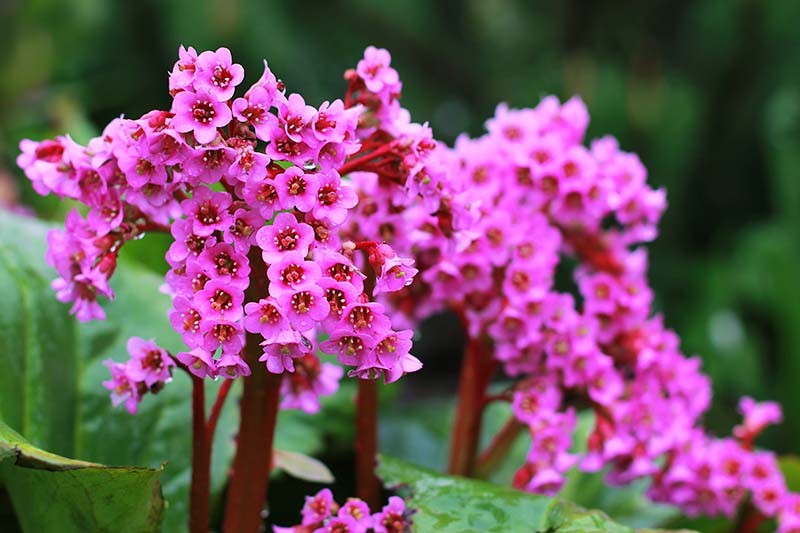 Una imagen horizontal de primer plano de flores de bergenia rosa que crecen en el jardín en un fondo de enfoque suave.