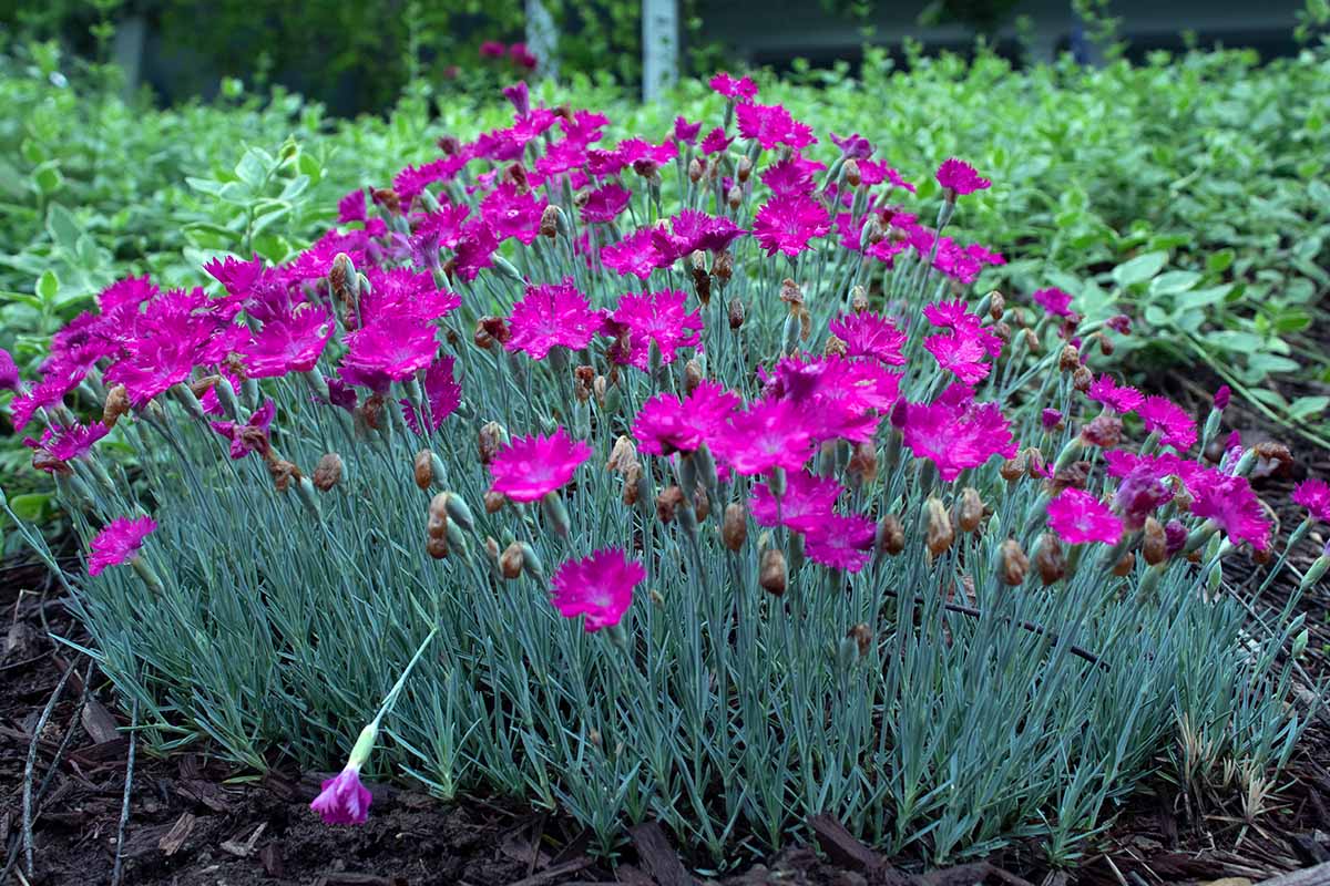 Una imagen horizontal de un grupo de flores rosas de Dianthus 'Firewitch' que crecen en el patio trasero en un fondo de enfoque suave.