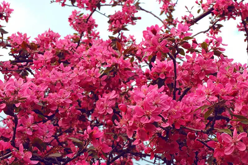 Una imagen horizontal de cerca de una profusión de flores de membrillo florecientes Chaenomeles rosas brillantes contra un fondo de cielo azul.