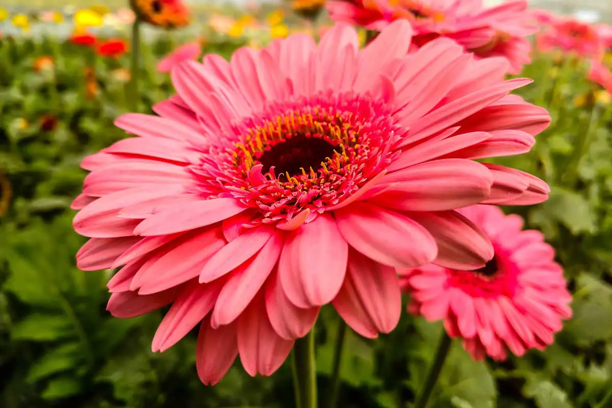 Una imagen horizontal de cerca de una flor Gerbera jamesonii rosa brillante que crece en el jardín.