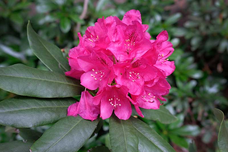 Una imagen horizontal de cerca de una flor de rododendro rosa brillante que crece en el jardín representada en un fondo de enfoque suave.