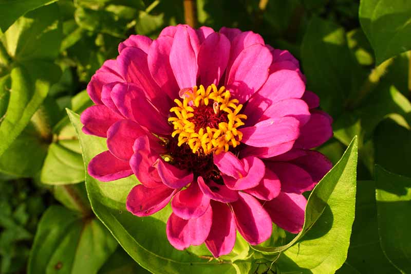 Una imagen horizontal de primer plano de una flor semidoble de color rosa brillante que crece en el jardín fotografiada bajo el sol brillante sobre un fondo de enfoque suave.