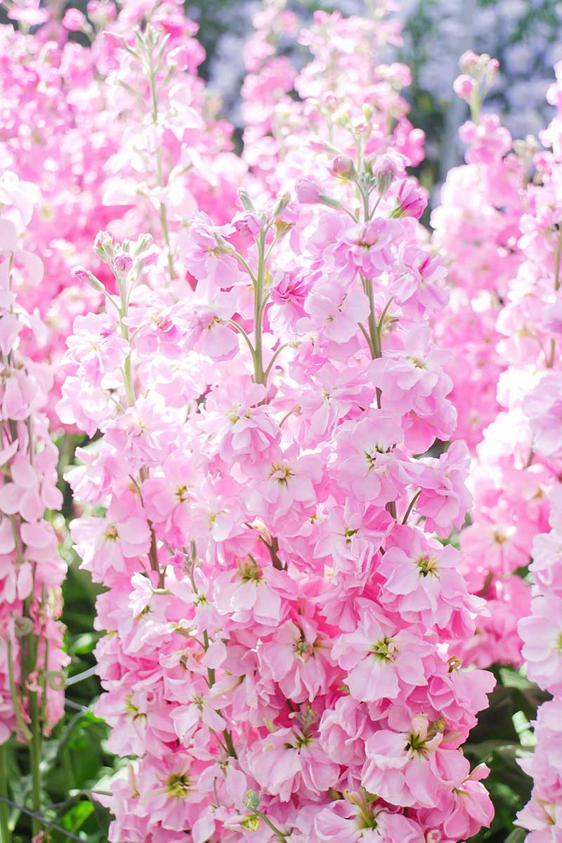 Una imagen vertical de primer plano de las flores rosadas de Matthiola incana que crecen en un jardín soleado.