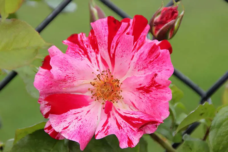 Una imagen horizontal de primer plano de una flor bicolor rosa y roja representada en un fondo de enfoque suave.