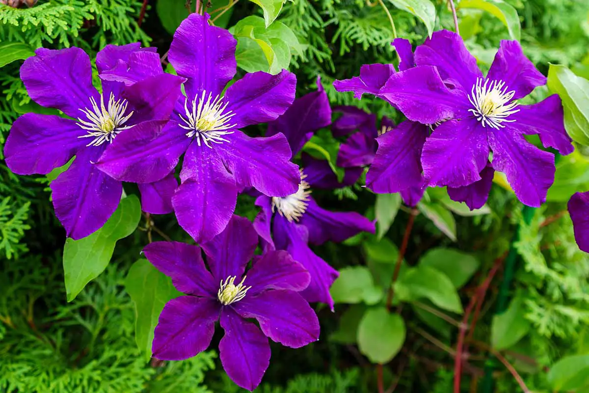Una imagen horizontal de primer plano de flores de clematis de color púrpura brillante que crecen en el jardín fotografiadas a la luz del sol.