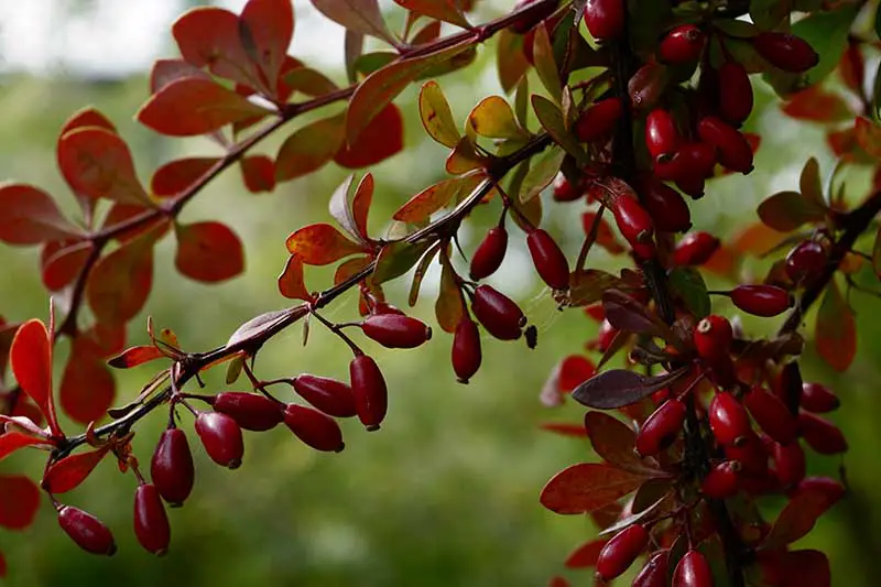 Una imagen horizontal de primer plano de las bayas rojas brillantes de Berberis vulgaris que crecen en el jardín fotografiadas en un fondo de enfoque suave.