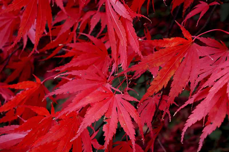 Una imagen horizontal de primer plano del follaje rojo brillante de un árbol de arce Atropurpureum representado en un fondo de enfoque suave.