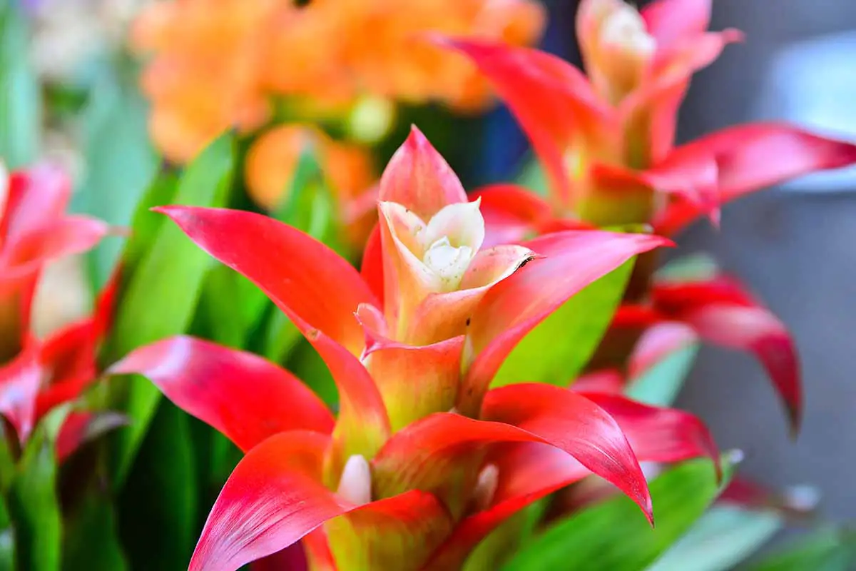 Una imagen horizontal de primer plano de una flor de bromelia roja brillante representada en un fondo de enfoque suave.