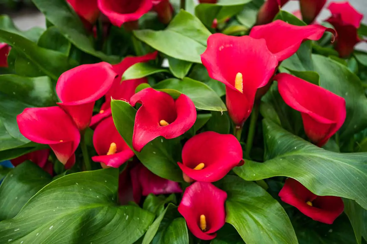 Una imagen horizontal de primer plano de lirios de cala rojos brillantes que crecen en el jardín.