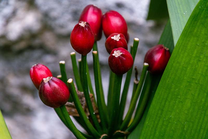 Una imagen horizontal de primer plano de bayas rojas brillantes en una planta de clivia.