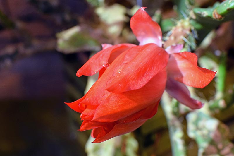 Una imagen horizontal de primer plano de una flor de cactus de orquídea roja brillante representada en un fondo de enfoque suave.