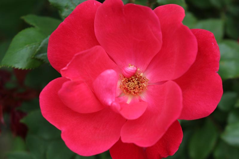 Una imagen horizontal de primer plano de una rosa Knock Out de color rojo brillante sobre un fondo de enfoque suave.