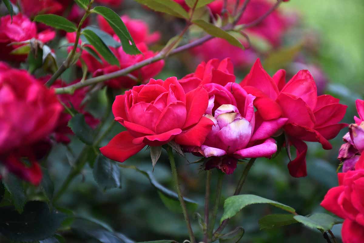 Una imagen horizontal de cerca de rosas rojas brillantes que crecen en el jardín en un fondo de enfoque suave.