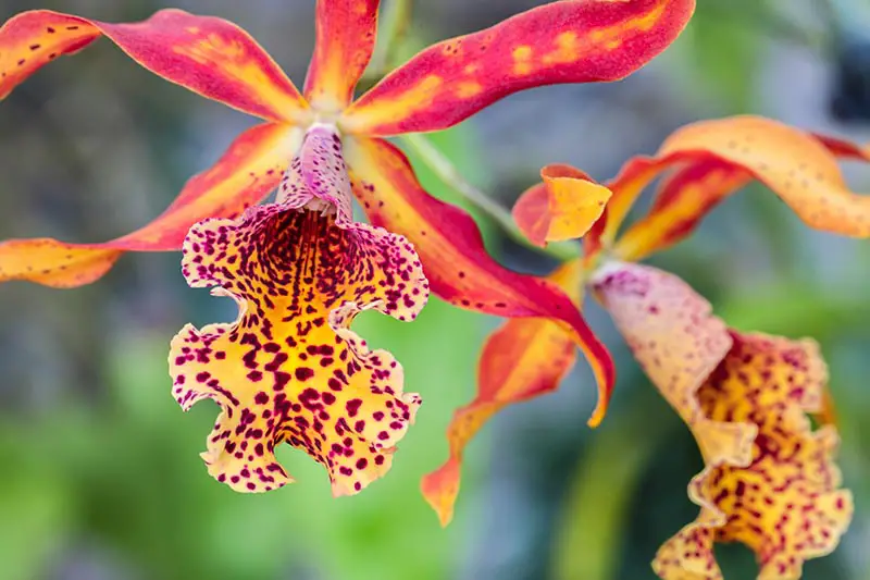 Una imagen horizontal de cerca de flores de orquídeas rojas y naranjas brillantes en un fondo de enfoque suave.