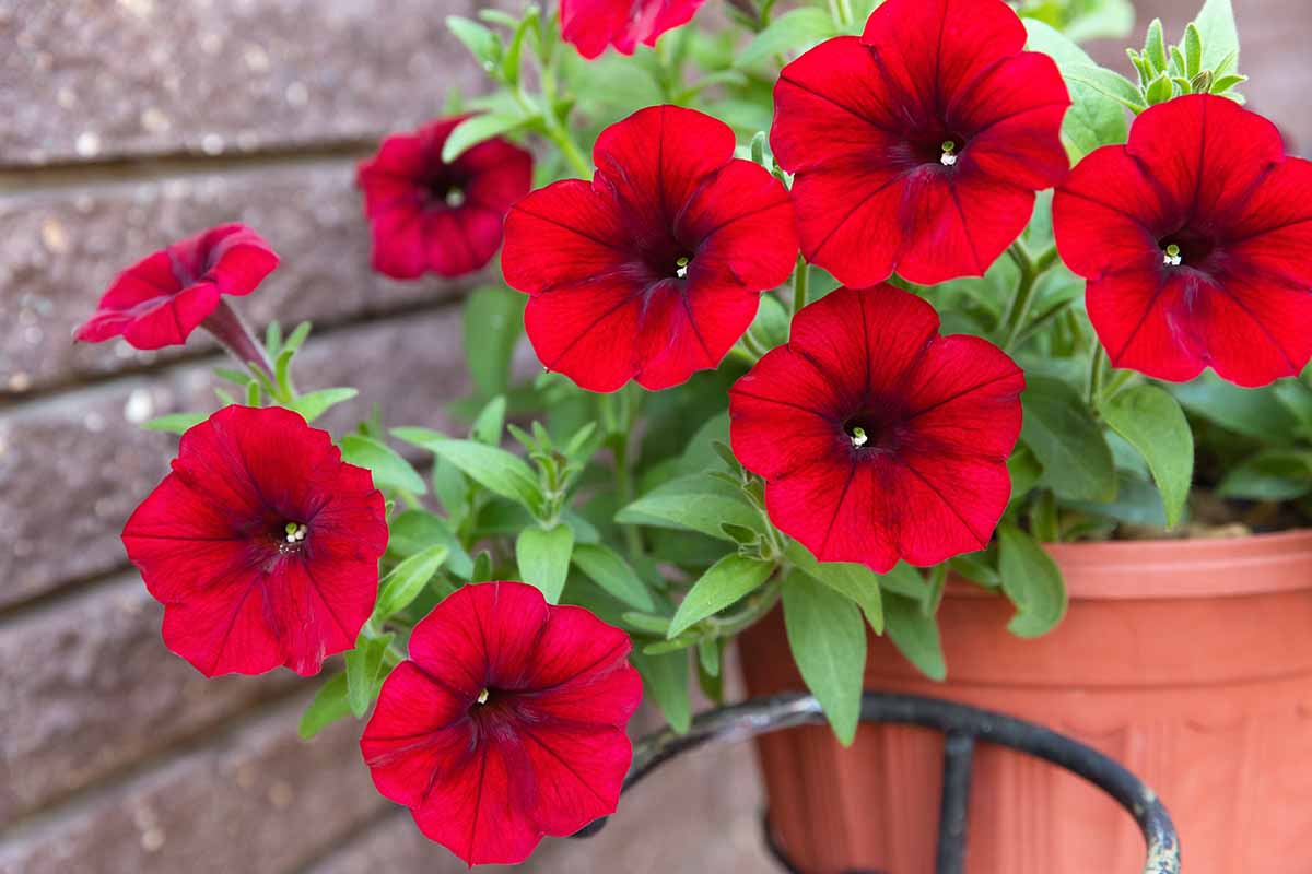 Una imagen horizontal de cerca de petunias rojas brillantes que crecen en una maceta de color terracota en un patio.