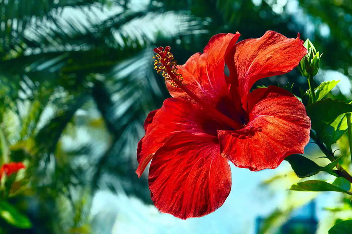 Una imagen horizontal de cerca de una flor de hibisco tropical rojo brillante que crece en el jardín representada en un fondo de enfoque suave.