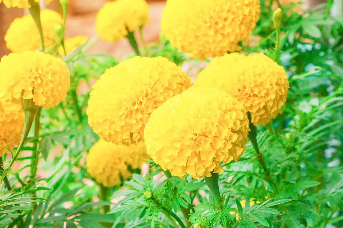 Una imagen horizontal de flores amarillas de Tagetes erecta representadas en un fondo de enfoque suave.