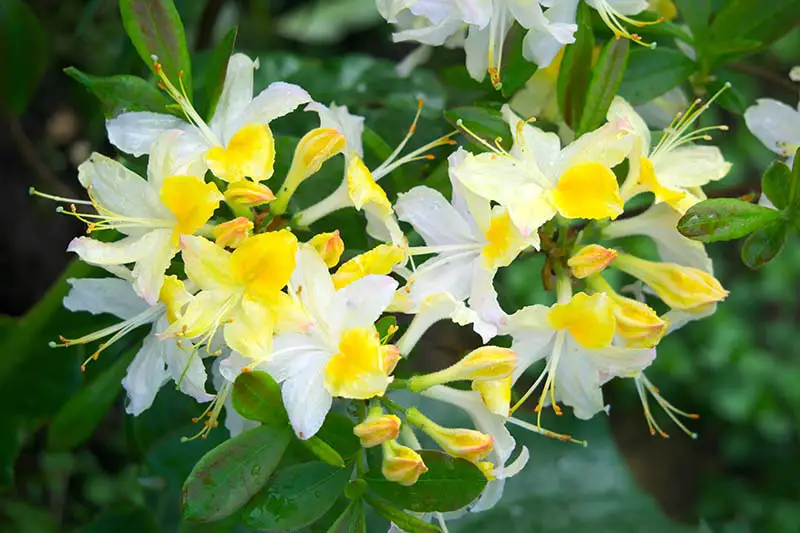Una imagen horizontal de cerca de flores de azalea amarillas y blancas brillantes que crecen en un contenedor fotografiado en un fondo de enfoque suave.