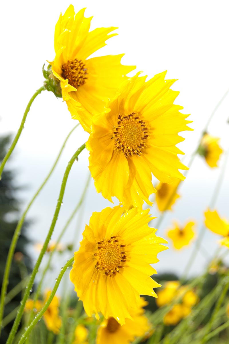 Una imagen vertical de primer plano de flores amarillas de semillas de garrapatas que crecen en el jardín representadas en un fondo de enfoque suave.