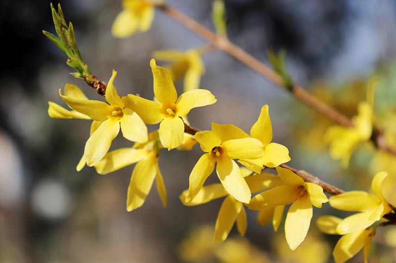 Una imagen horizontal de primer plano de las flores amarillas brillantes de forsythia representada en un sol brillante sobre un fondo de enfoque suave.