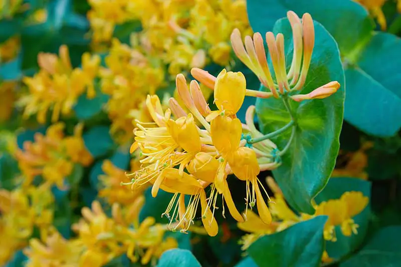 Una imagen horizontal de primer plano de flores de madreselva amarillas brillantes que crecen en el jardín en un fondo de enfoque suave.